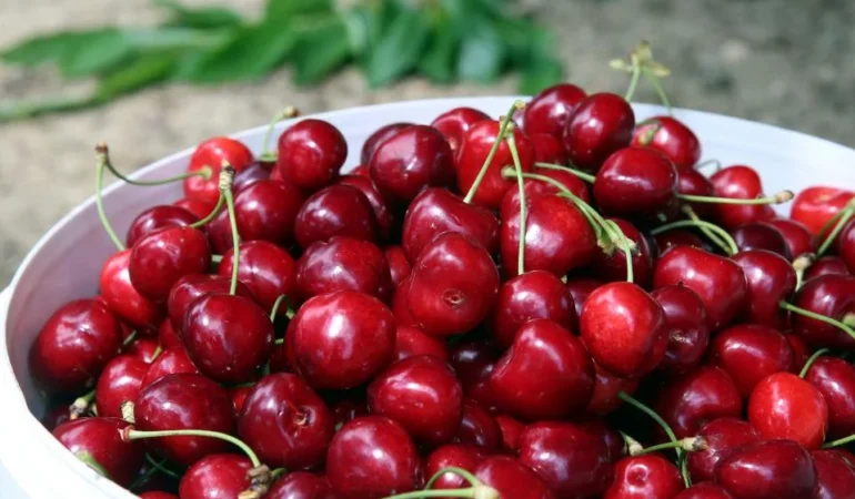 Türk kirazı 52 ülkenin sofrasında: 235 milyon dolarlık gelir