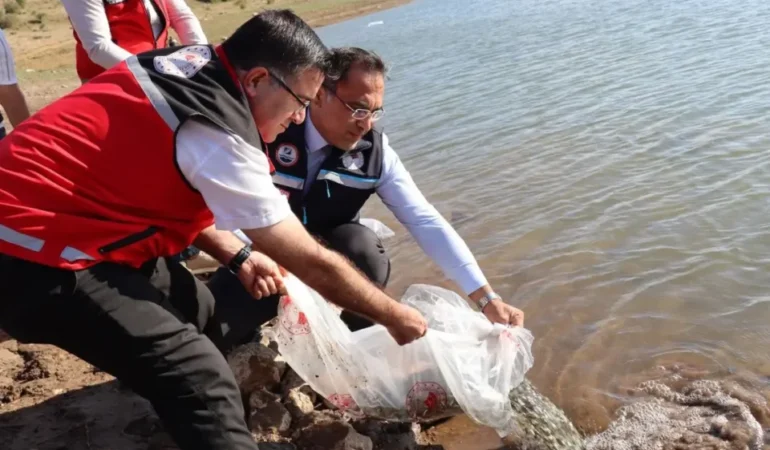 Gümüşhane’de 11 Su Kaynağına 257 Bin 500 Sazan Yavrusu Bırakıldı